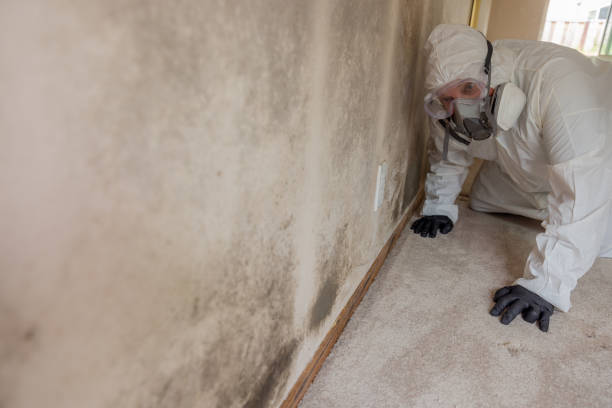 Best Forensic Mold Investigation  in USA